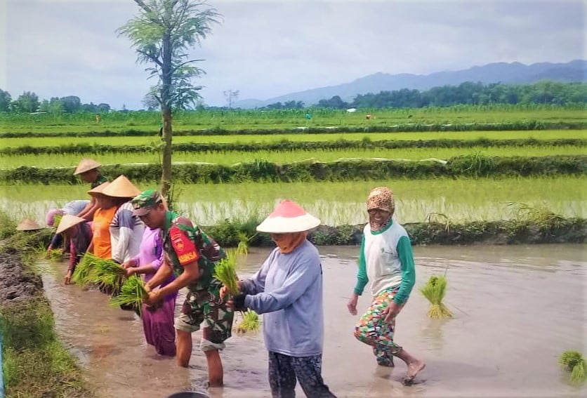 Sukseskan Swasembada Pangan, Ini Yang Dilakukan Babinsa Gumiwanglor Bersama Petani