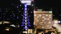 HARRIS SOLO SIGNATURE CMAS TREE